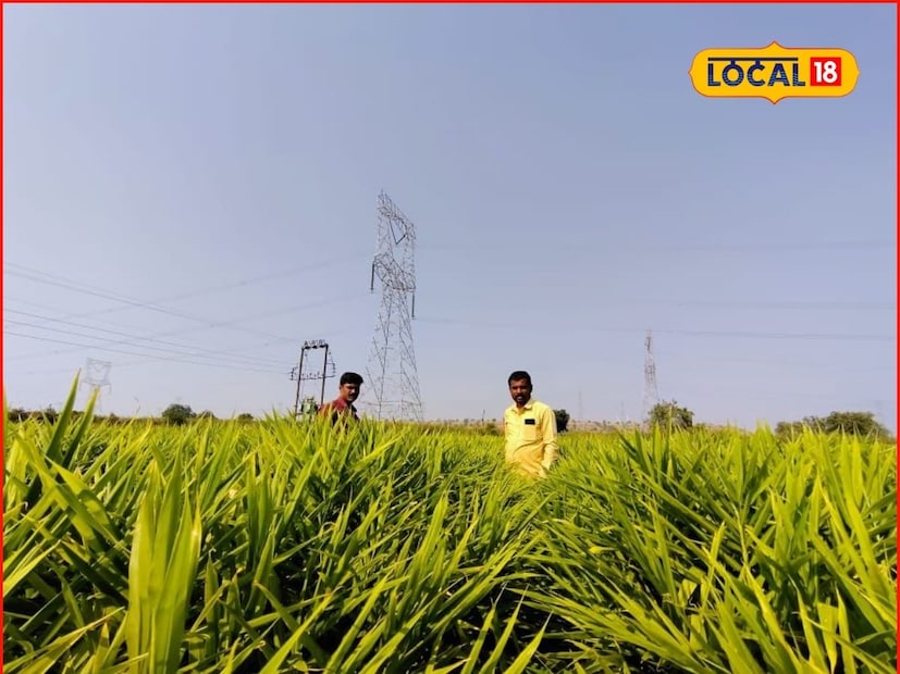 मागील चार ते पाच वर्षांपासून नारायण चंद आलं शेती करतात. अद्रकीची लागवड दहा ते बारा जून रोजी साडेचार फुटांच्या बेडवर केली जाते. अद्रकीला लागवडीपूर्वी बेसल डोस दिला जातो. त्यामध्ये युरिया आणि डीएपीचा समावेश असतो. त्याचबरोबर सूक्ष्म अन्नद्रव्याची किट वापरली जाते. निंबोळी पेंड, कार्बोफेरम आणि हुमणी अळीच्या नियंत्रणासाठी बाजारात उपलब्ध असलेले ट्रायकोडर्मासारखे जैविक वापरले जातात.