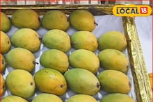 Hapus Rate: फळांचा राजा ऑक्टोबर महिन्यातच बाजारात, मुंबईत हापूसचा भाव काय?