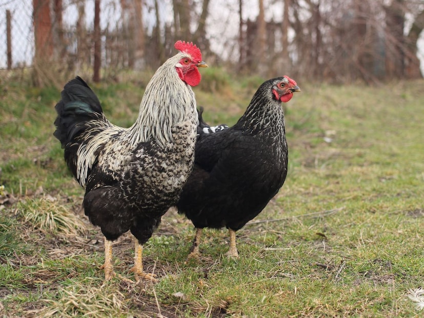 विज्ञानाच्या मते:विज्ञान सांगतं की कोंबडी ही ‘avian species’, म्हणजेच पक्षी वर्गातली जीव आहे. तिच्याकडे पंख आहेत, ती अंडी घालते आणि चालण्याबरोबर थोडं उडूही शकते हे सर्व गुण पक्ष्यांचेच आहेत.