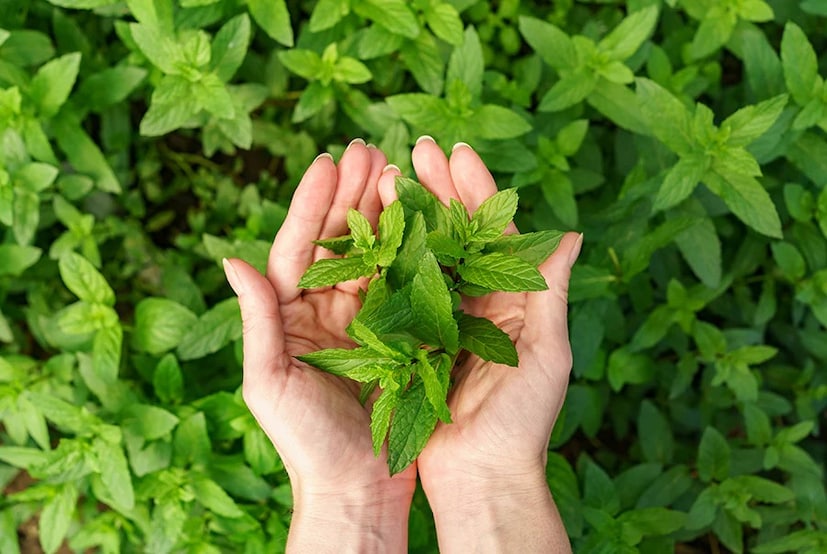 तुळस आणि बेलपत्र: तुळस तणाव आणि चिंता कमी करते, तर बेलपत्र रक्तातील साखर आणि कोलेस्ट्रॉल नियंत्रित ठेवण्यास मदत करते. दररोज सकाळी उपाशी पोटी तुळशीची पाने खाल्ल्याने हृदय निरोगी राहते.