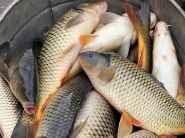 फिश लव्हर्स सावधान! चुकूनही खाऊ नका हा मासा, नाही तर भोगावे लागतील भयंकर परिणाम फिश लव्हर्स सावधान! चुकूनही खाऊ नका हा मासा, नाही तर भोगावे लागतील भयंकर परिणाम