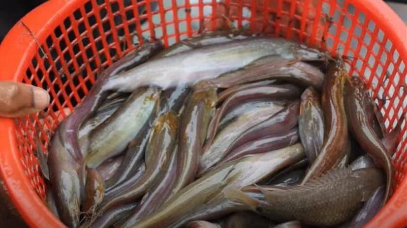 जर शरीरात युरिक अ&#x200d;ॅसिडची पातळी नियंत्रित केली नाही तर गाउट आणि किडनी स्टोन सारख्या समस्या उद्भवू शकतात. अल्कोहोल, मिठाई, फ्रुक्टोज, लाल मांस आणि काही मासे (जसे की टूना) यांचे जास्त सेवन केल्याने युरिक अ&#x200d;ॅसिड वाढते. समुद्री मासे सामान्यतः सुरक्षित असले तरी ते मर्यादित प्रमाणात खावेत. शेवटी, योग्य मासे निवडा, जसे की सॅल्मन आणि मॅकरेल. तिलापियासारखे शेती केलेले मासे टाळा. मासे आरोग्यासाठी फायदेशीर आहेत, परंतु योग्य मासे निवडणे महत्वाचे आहे. तुम्ही आठवड्यातून 2-3 वेळा मासे खाऊ शकता, परंतु फक्त स्वच्छ आणि प्रदूषणमुक्त मासे खरेदी करा.