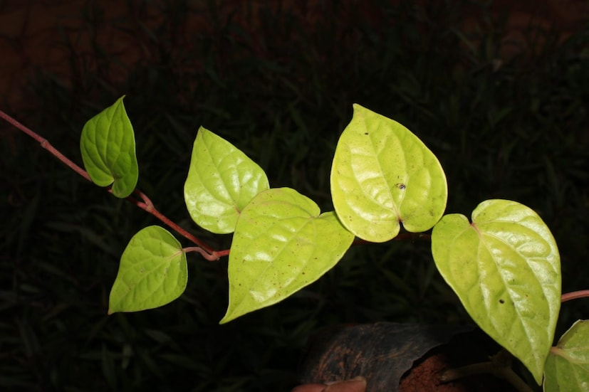 डॉ. रॉबिन शर्मा सांगतात की हे पान 5 ते 7 दिवस नियमितपणे खाल्ल्याने छातीत जळजळ आणि खोकल्यापासून आराम मिळतो. तुमच्या माहितीसाठी, पान श्लेष्मा पातळ करण्यास मदत करते, तर सेलेरी ते बाहेर काढण्यास मदत करते. दरम्यान, मध खोकला आणि कफ पूर्णपणे काढून टाकण्यासाठी फायदेशीर ठरते.