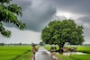 दिवाळीनंतरही राज्यात पाऊस! आजपासून स्वात्यर्क आणि वाहन बेडूक निघाल्यानं...