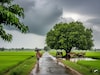 दिवाळीनंतरही राज्यात पाऊस! आजपासून स्वात्यर्क आणि वाहन बेडूक निघाल्यानं...