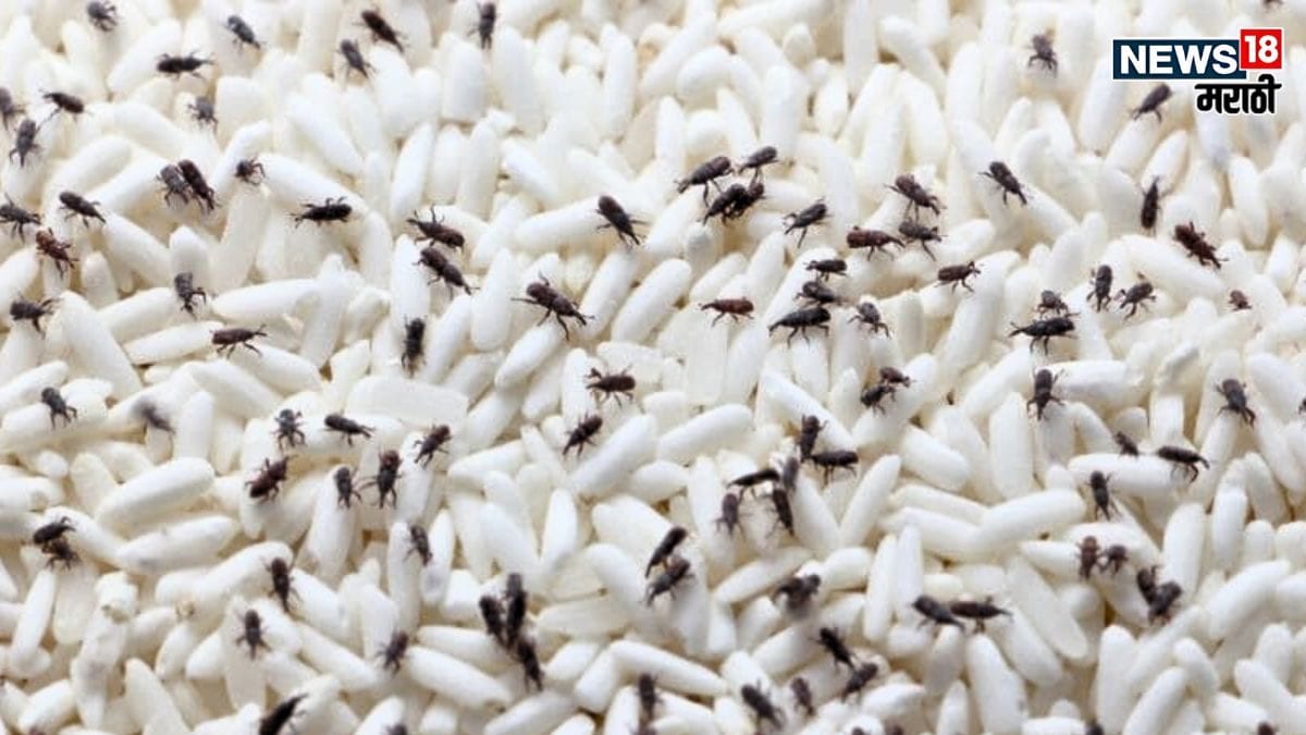 Kitchen Tips : तांदूळ आणि डाळींना कधीच नाही लागणार कीड, फक्त डब्यात ...