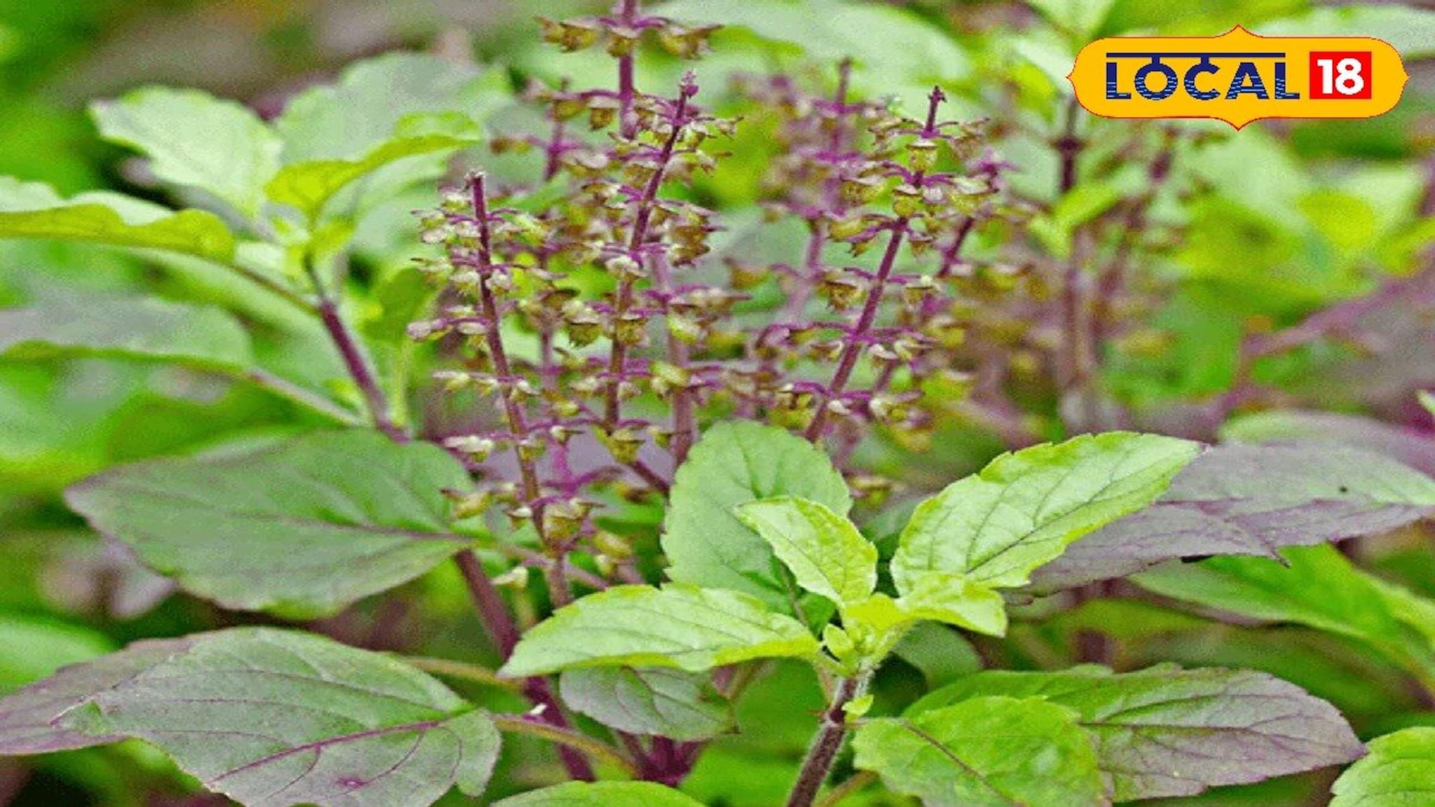 दररोज तुळस पानं खाल्ल्याने शरीरात होणारे आश्चर्यकारक बदल !