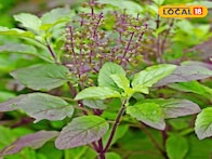 दररोज तुळस पानं खाल्ल्याने शरीरात होणारे आश्चर्यकारक बदल !