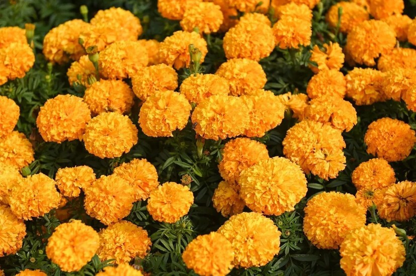या पिकाला नियमित पाणी, खत आणि रोग नियंत्रणासाठी जैविक खते दिली जातात. सुमारे दोन महिन्यांनंतर फुलं येण्यास सुरुवात होते आणि त्यानंतर दोन ते तीन महिन्यांपर्यंत तोडणी सुरू राहते. काशीनाथ सांगतात की, त्यांच्या चार एकर शेतीत दर आठवड्याला सुमारे पाच हजार किलो फुलं निघतात. 