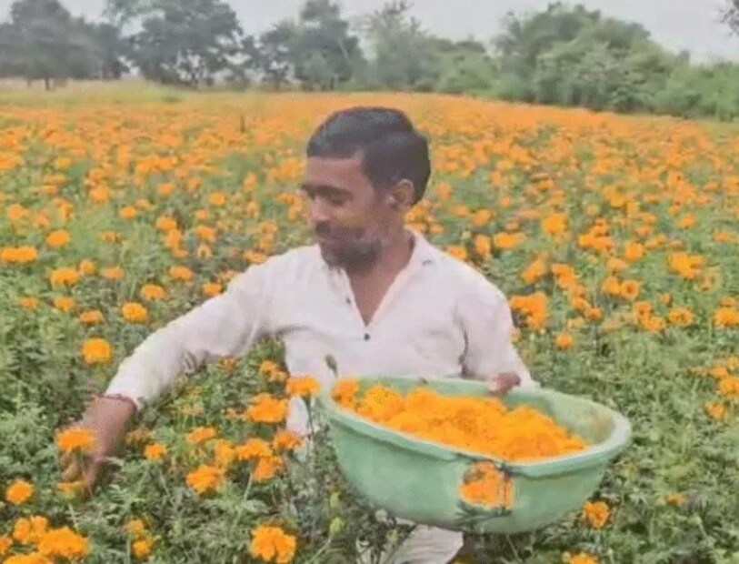 झेंडूच्या फुलांचे हे पीक केवळ दीड महिन्यात काढणीसाठी तयार होतात. एका पिकातून सुमारे 10 वेळा फुलांची तोडणी करता येते. पहिल्यांदा काशीनाथ यांनी चार एकर जमिनीत आफ्रिकन झेंडूची लागवड केली. ते सांगतात की, सुरुवातीला रोपवाटिका तयार केली जाते आणि एका महिन्यानंतर रोपांची लागवड होते. 