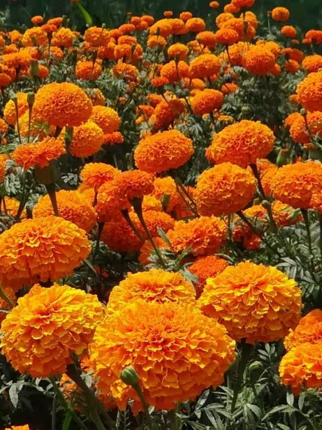 सध्या त्यांना प्रति एकर जवळपास एक लाख रुपयांचा नफा मिळत आहे. सर्वात मोठा फायदा म्हणजे हे रोख रक्कम मिळवून देणारे पीक आहे. कंपनीशी झालेल्या करारानुसार त्यांना फुले बाजारात विकण्याची परवानगी नाही. कंपनीचे लोक दर आठवड्याला फुले घेण्यासाठी येतात. 