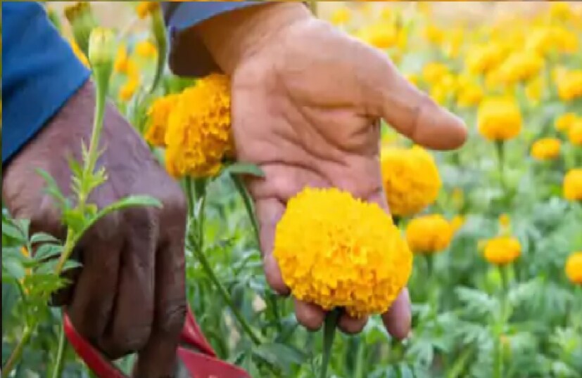 या फुलांच्या लागवडीतून ते प्रति एकर तब्बल एक लाख रुपये नफा कमावत आहेत. विशेष म्हणजे, या फुलांचा उपयोग औषधे आणि खत बनवण्यासाठी केला जातो, ज्यामुळे त्यांना त्यांच्या पिकासाठी खात्रीशीर बाजारपेठ मिळाली आहे. मी २५ वर्षे ते शेती करत आहेत. माझ्याकडे एकूण ९ एकर जमीन आहे. 