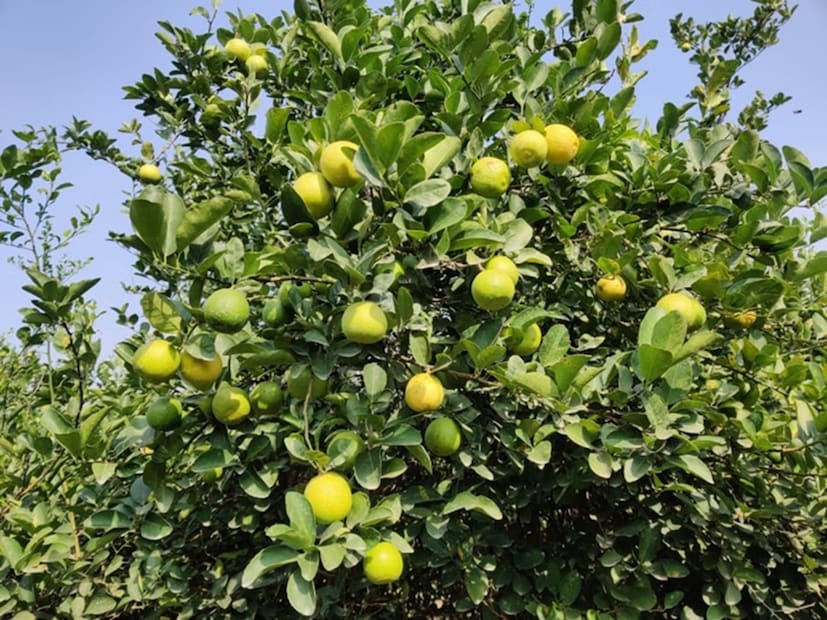 वडिलांच्या दोन एकर बागेतून चांगले उत्पन्न घेतल्यानंतर, अभिषेक यांनी आता आणखी दोन एकरमध्ये लिंबूची बाग लावली आहे, ज्यातून त्यांना यावर्षी उत्पादन मिळण्याची अपेक्षा आहे. आपले शिक्षण आणि व्यवसाय कौशल्य शेतीत वापरून अभिषेक जैन यांनी सिद्ध केले आहे की, तरुण पिढीने आधुनिक तंत्रज्ञान आणि योग्य नियोजन केल्यास शेती हा सर्वात फायदेशीर व्यवसाय ठरू शकतो.