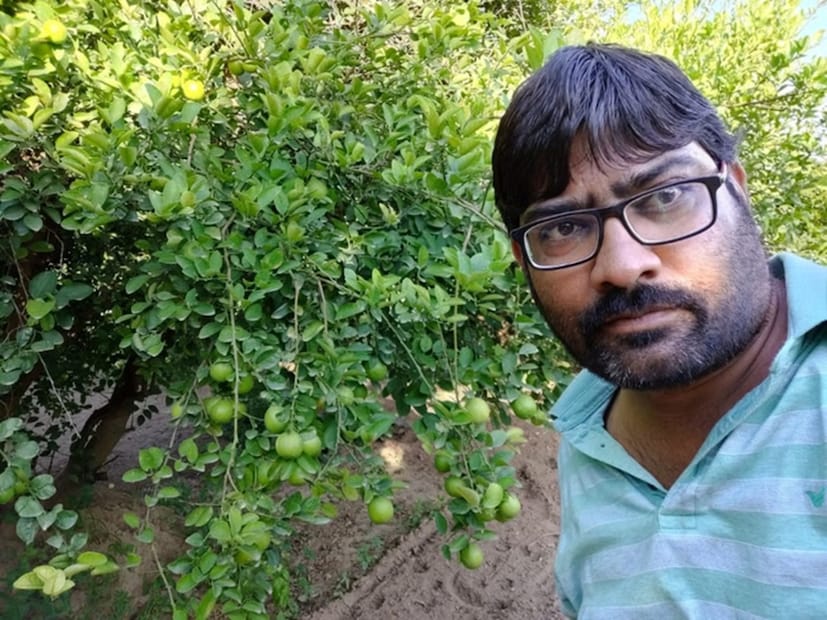लिंबूची रोपे पहिल्या चांगल्या पावसानंतर, म्हणजेच जुलै-ऑगस्टमध्ये लावली जातात. साधारणतः तीन वर्षांनी या झाडांना लिंबू यायला सुरुवात होते. तिसऱ्या वर्षी २५ ते ३० किलो, चौथ्या वर्षी ५० किलो आणि पाचव्या वर्षापासून प्रति झाड ८० ते १५० किलो लिंबूचे उत्पादन मिळते.