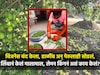 नोकरीतून मिळणार नाही एवढं लिंबानं दिलं, लेमन किंग करतोय लाखोंची कमाई