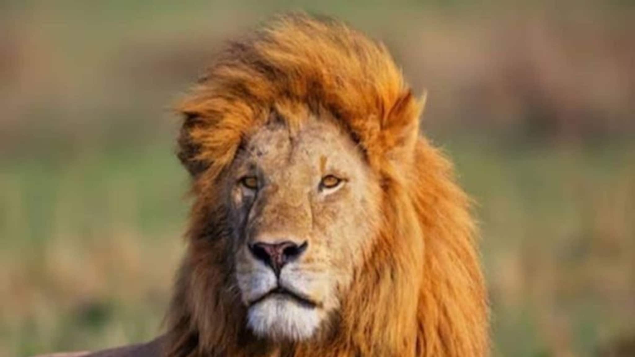 जंगलाचा राजा; पण सिंहाच्या आयुष्यातील सगळ्यात मोठं दु:ख; प्रत्येक माणसाच्या अंगावर काटा येईल