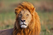 सिंहाच्या आयुष्यातील सगळ्यात मोठं दु:ख; प्रत्येक माणसाच्या अंगावर काटा येईल