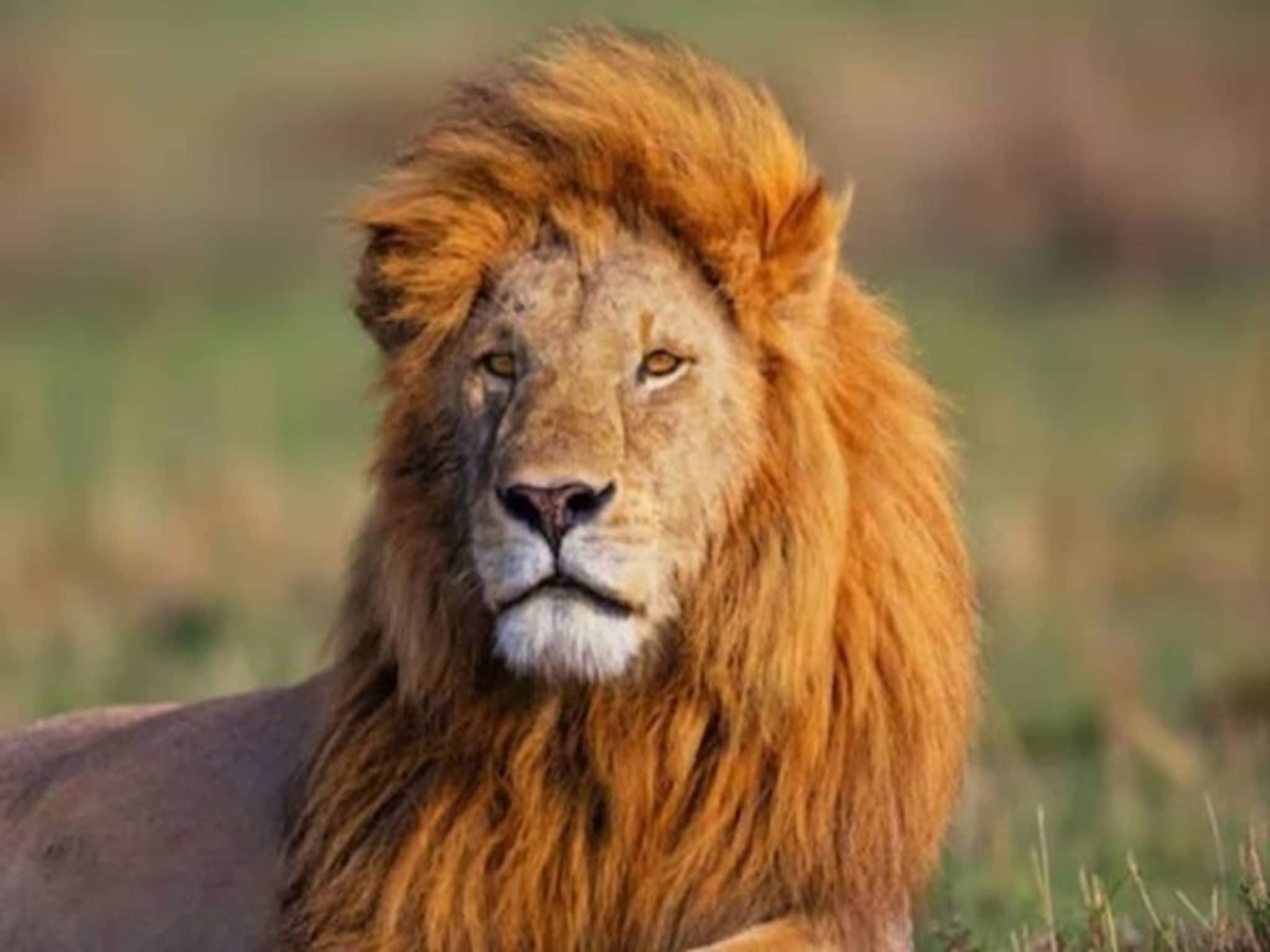 जंगलाचा राजा; पण सिंहाच्या आयुष्यातील सगळ्यात मोठं दु:ख; प्रत्येक माणसाच्या अंगावर काटा येईल