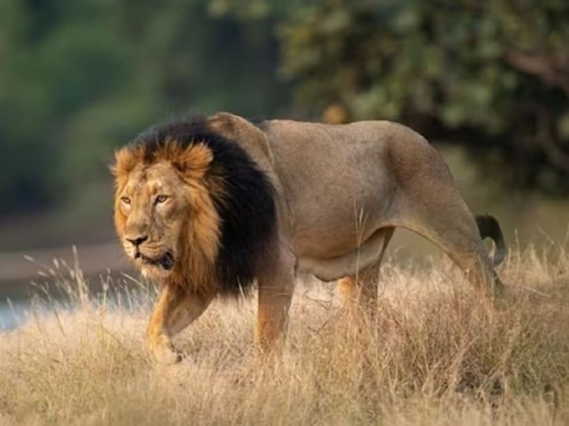 आयुष्यात हे दु:ख आल्यानंतर जंगालाचा शक्तिशाली राजा असूनही सिंह लाचार होतो. तो साधी शिकारही करू शकत नाही उलट स्वतःच कुणाचातरी शिकार होतो.