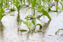 कृषी हवामान : 'मोंथा'नं शेतकऱ्यांची वाढवली चिंता! १४ जिल्ह्यांत वादळी वाऱ्यांसह तूफान पाऊस पडणार, काय काळजी घ्याल?