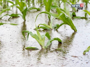 maharashtra weather update  maharashtra weather update