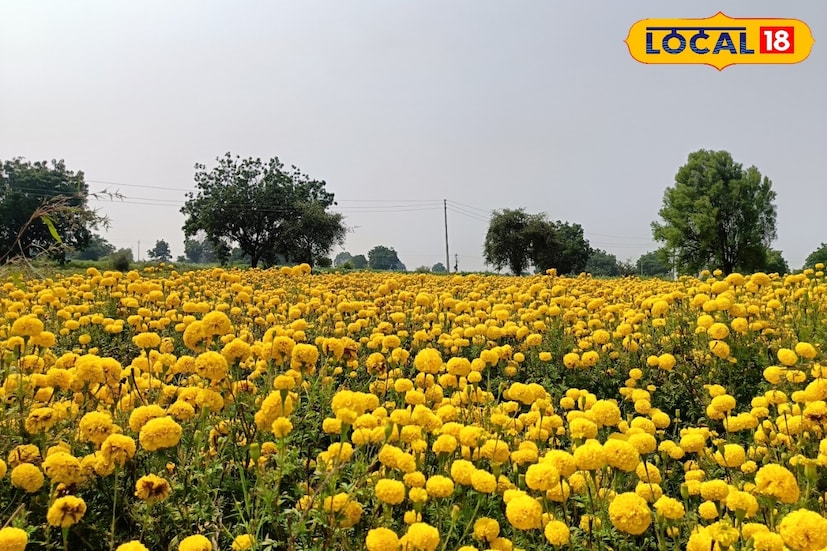  बीड जिल्ह्यातील नित्रुड येथील ज्ञानेश्वर चव्हाण या तरुण शेतकऱ्याने झेंडू शेतीच्या माध्यमातून यशाची नवी गाथा रचली आहे. मागील तीन वर्षांपासून केवळ एक एकर क्षेत्रामध्ये झेंडूची लागवड करून तो प्रति हंगाम ३.५ ते ४ लाख रुपयांपर्यंत नफा कमावत आहे. पारंपरिक शेतीतून समाधान न मिळाल्यानंतर चव्हाण यांनी फुलशेतीचा मार्ग निवडला आणि त्याचाच फायदा त्यांना पहिल्याच वर्षी दिसून आला.