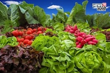 पैशांचं  ATM असणारे ३ पिके, नोव्हेंबरमध्ये लागवड करा अन् लाखो रुपये कमवा