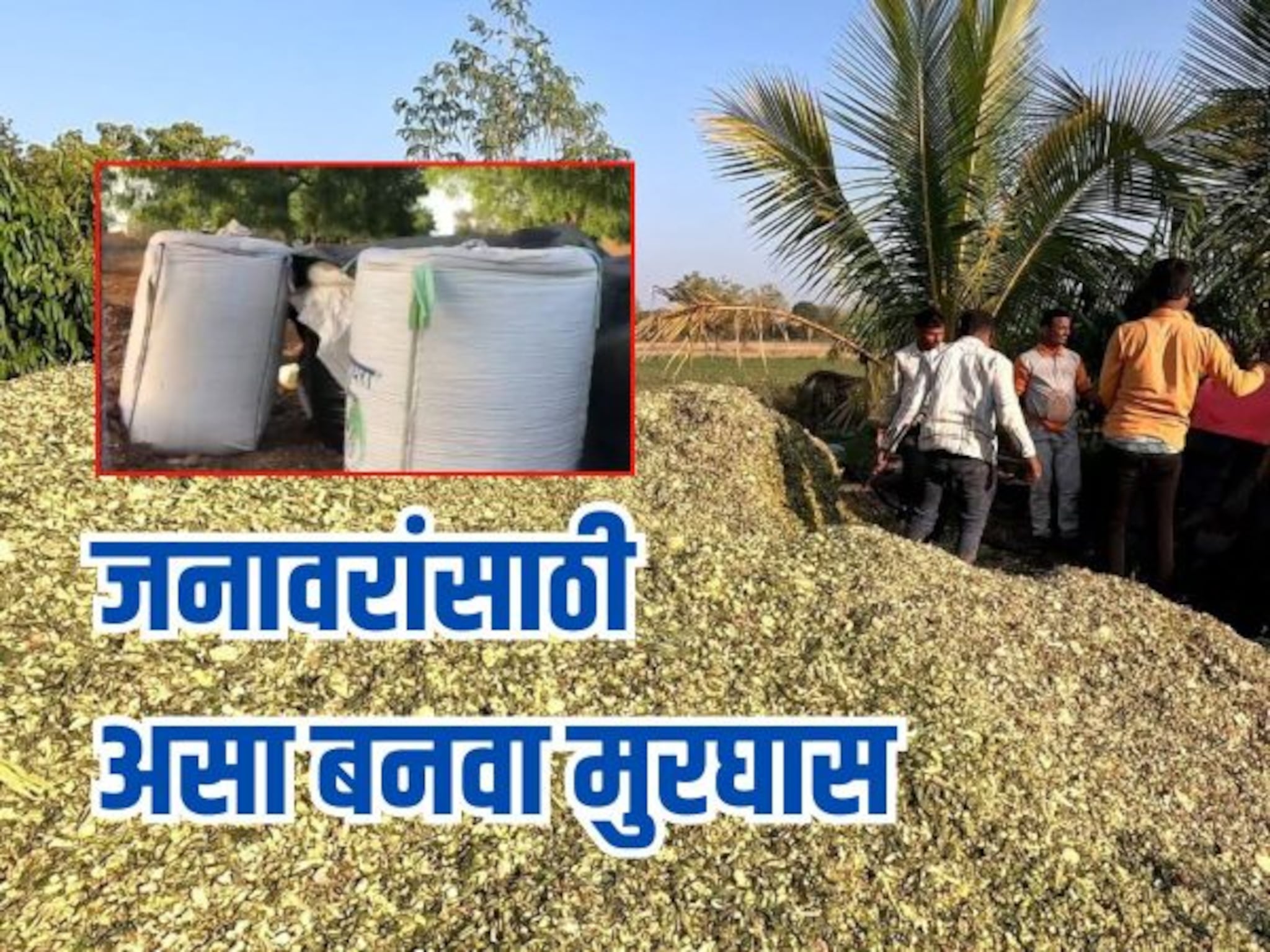 आता चाराटंचाईचं टेन्शन सोडा, सोप्या पद्धतीनं बनवा वर्षभर टिकणारा मुरघास, Video