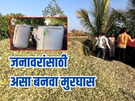 आता चाराटंचाईचं टेन्शन सोडा, सोप्या पद्धतीनं बनवा वर्षभर टिकणारा मुरघास, Video