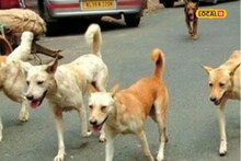 Pune News : पुण्यातील भटक्या श्वानांवर डिजिटल नजर, मायक्रो चिपद्वारे होणार अचूक नोंदणी, असा आहे उपक्रम