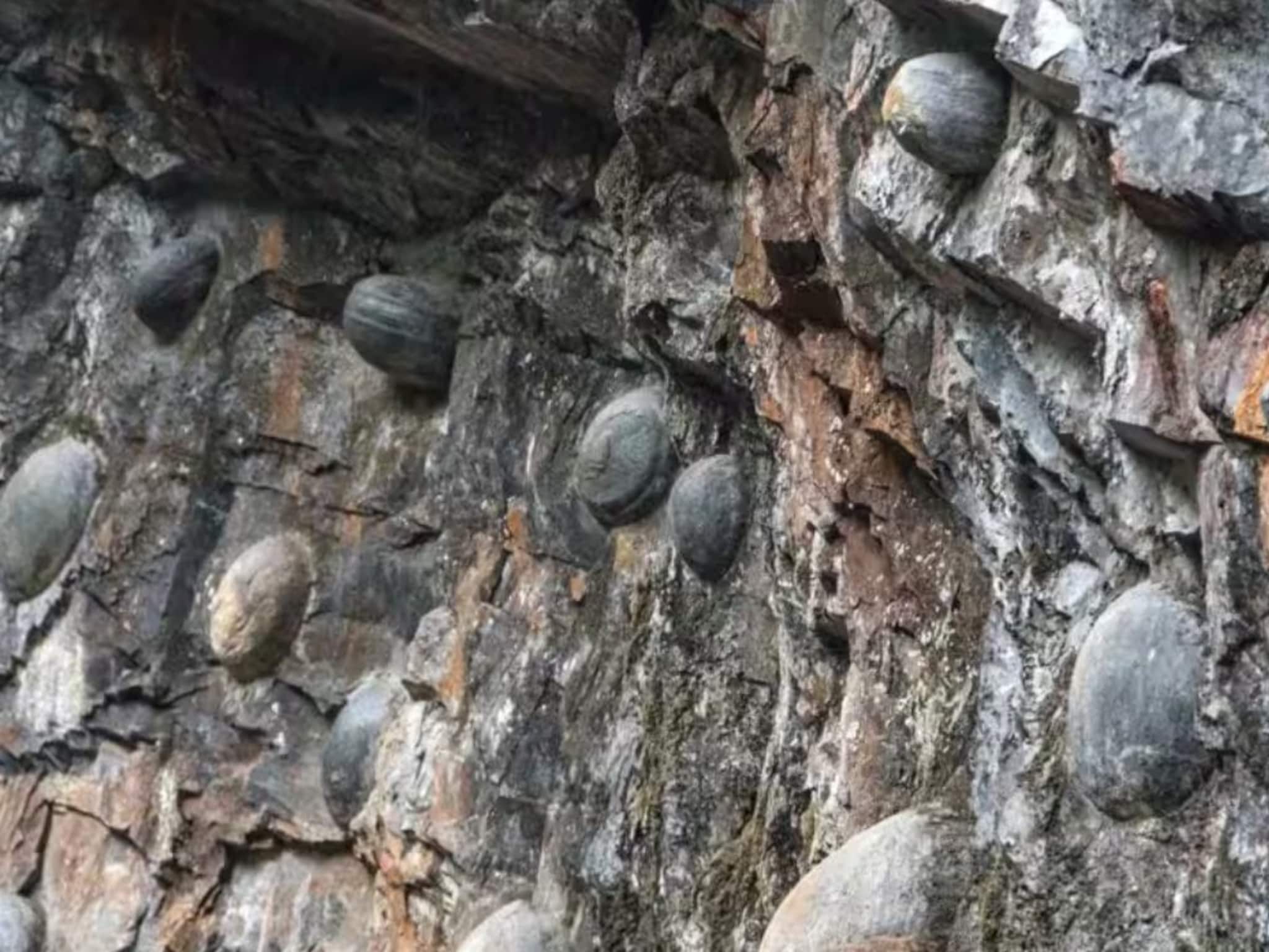 Ajab Gajab : खरंच चीनमधील डोंगर अंडी देतोय का? संशोधनात उघड झाला आश्चर्यचकित करणारा खुलासा