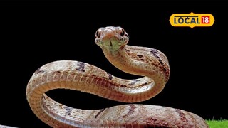 मुंबईकरांसाठी गूड न्यूज! पेंग्विननंतर राणीच्या बागेत नवे पाहुणे; रसेल वायपर अन् जॉन बॉ!