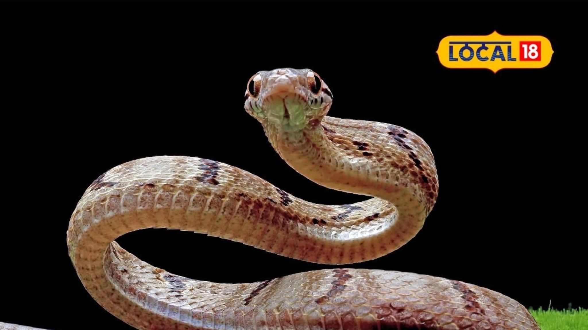 मुंबईकरांसाठी गुड न्यूज! राणीच्या बागेत पेंग्विननंतर नवे परदेशी पाहुणे; रसेल वायपर अन् जॉन बॉ!