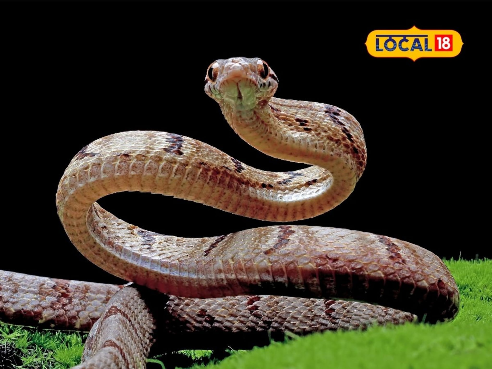 मुंबईकरांसाठी गुड न्यूज! राणीच्या बागेत पेंग्विननंतर नवे परदेशी पाहुणे; रसेल वायपर अन् जॉन बॉ!