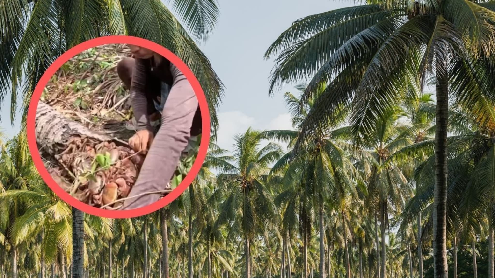 नारळाच्या झाड्यातून येत होता विचित्र आवाज, शेतकऱ्यानं घाबरत तोडताच जे दिसलं ते धक्कादायक, पाहणारे सगळेच घाबरले