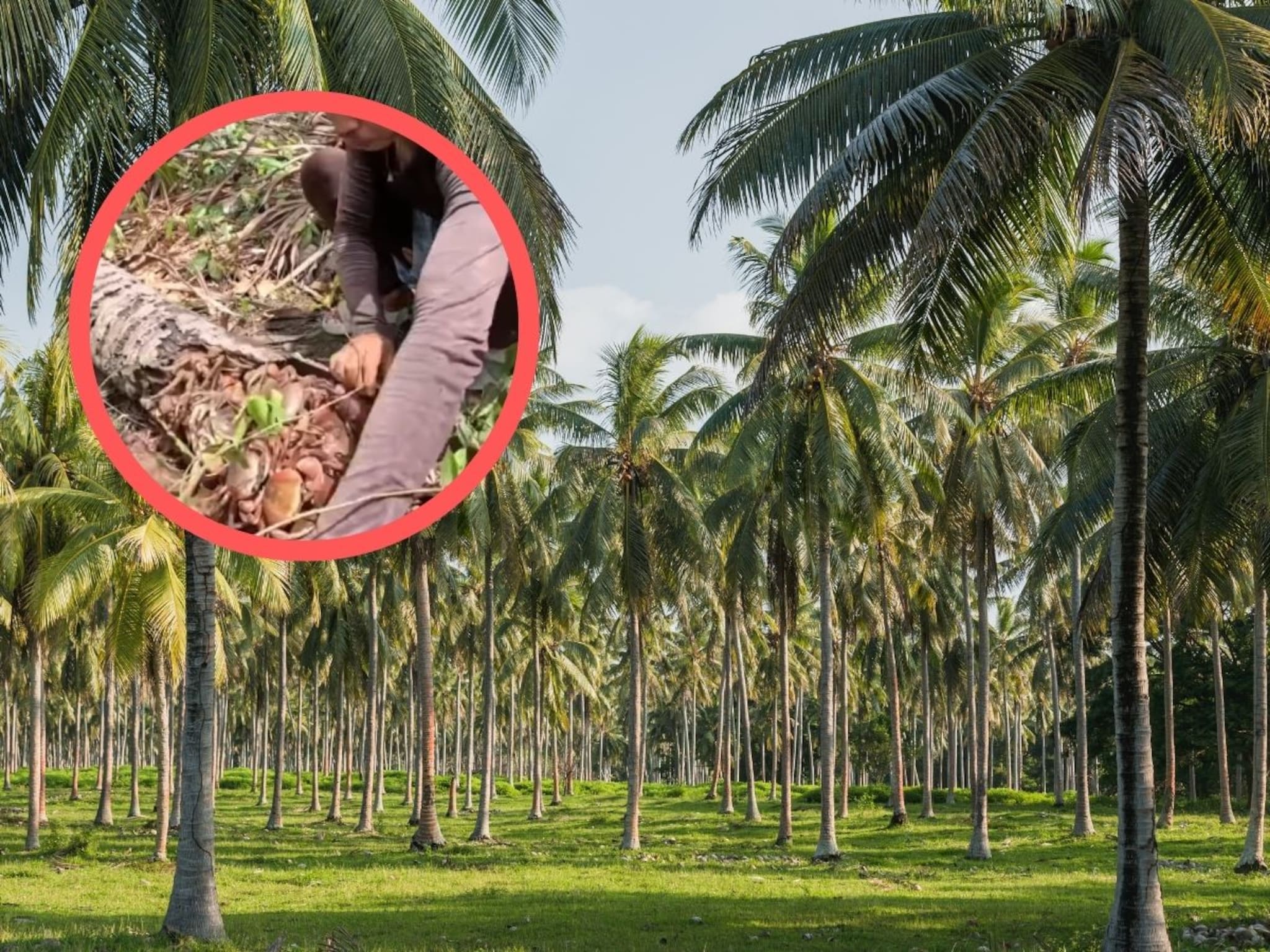नारळाच्या झाड्यातून येत होता विचित्र आवाज, शेतकऱ्यानं घाबरत तोडताच जे दिसलं ते धक्कादायक, पाहणारे सगळेच घाबरले