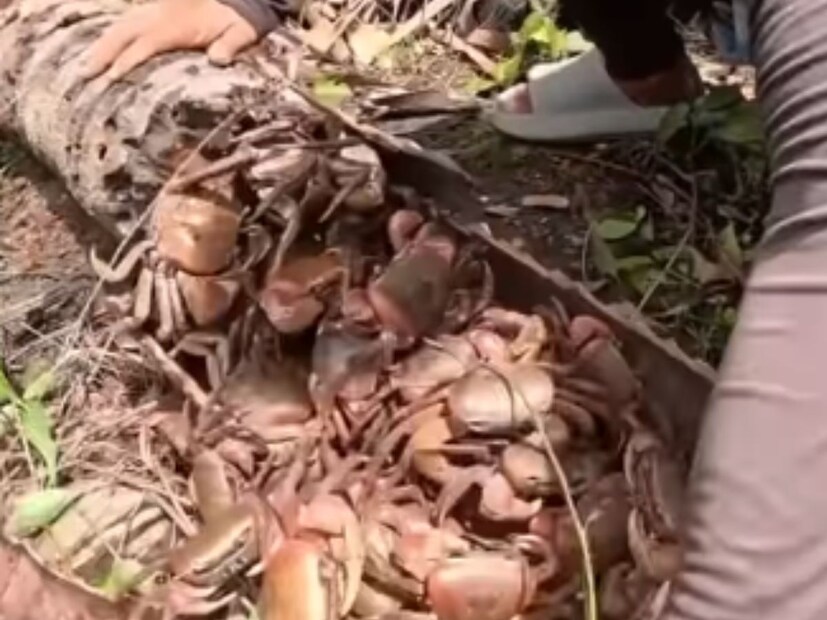 तण्यातून बाहेर आलं ‘खेकड्यांचं घरटं’व्हिडिओमध्ये दिसतं की तणा फोडताच आतून खेकड्यांचा अक्षरशः 