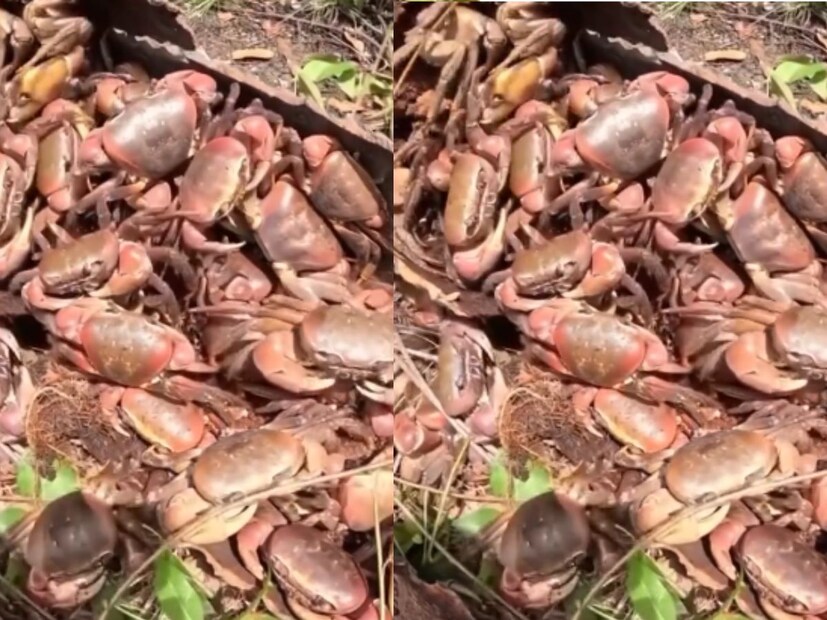 खेकडे नारळाच्या तण्यात का राहतात?तज्ञांच्या मते हे घोस्ट क्रॅब्स किंवा मॅंग्रोव्ह क्रॅब्स असतात. त्यांना सडलेली, ओलसर झाडांची सालं आणि पोकळ तणं खूप आवडतात. नारळाचा तणा ओलावा शोषतो, आत हवा कमी असते आणि ते खेकड्यांसाठी उत्तम घर बनतं. तिथेच ते अंडी घालतात, शिकार करतात आणि शत्रूपासून लपतात.
