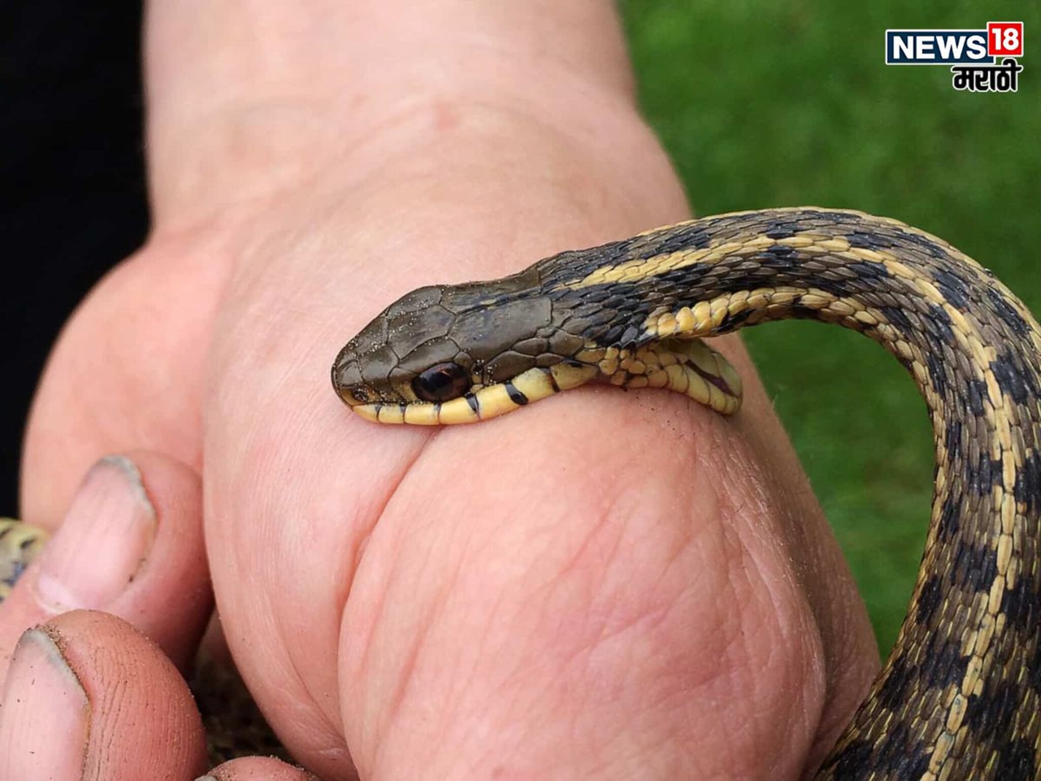 Snake Bite : अंगावर काटा आणणारी घटना! 3 तुकडे झालेल्या सापाने घेतला 18 वर्षांच्या तरुणीचा जीव; तासाभरातच मृत्यू