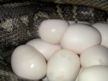Snake Fact : साप विषारी असतो, पण सापाच्या अंड्यामध्ये ही विष असतं का? Snake Fact : साप विषारी असतो, पण सापाच्या अंड्यामध्ये ही विष असतं का?