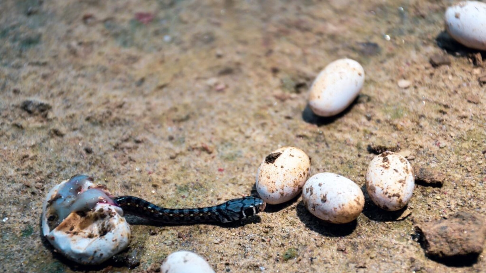 Snake Fact : साप विषारी असतो, पण सापाच्या अंड्यामध्ये ही विष असतं का?