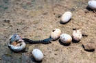 Snake Fact : साप विषारी असतो, पण सापाच्या अंड्यामध्ये ही विष असतं का?