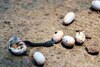 Snake Fact : साप विषारी असतो, पण सापाच्या अंड्यामध्ये ही विष असतं का?