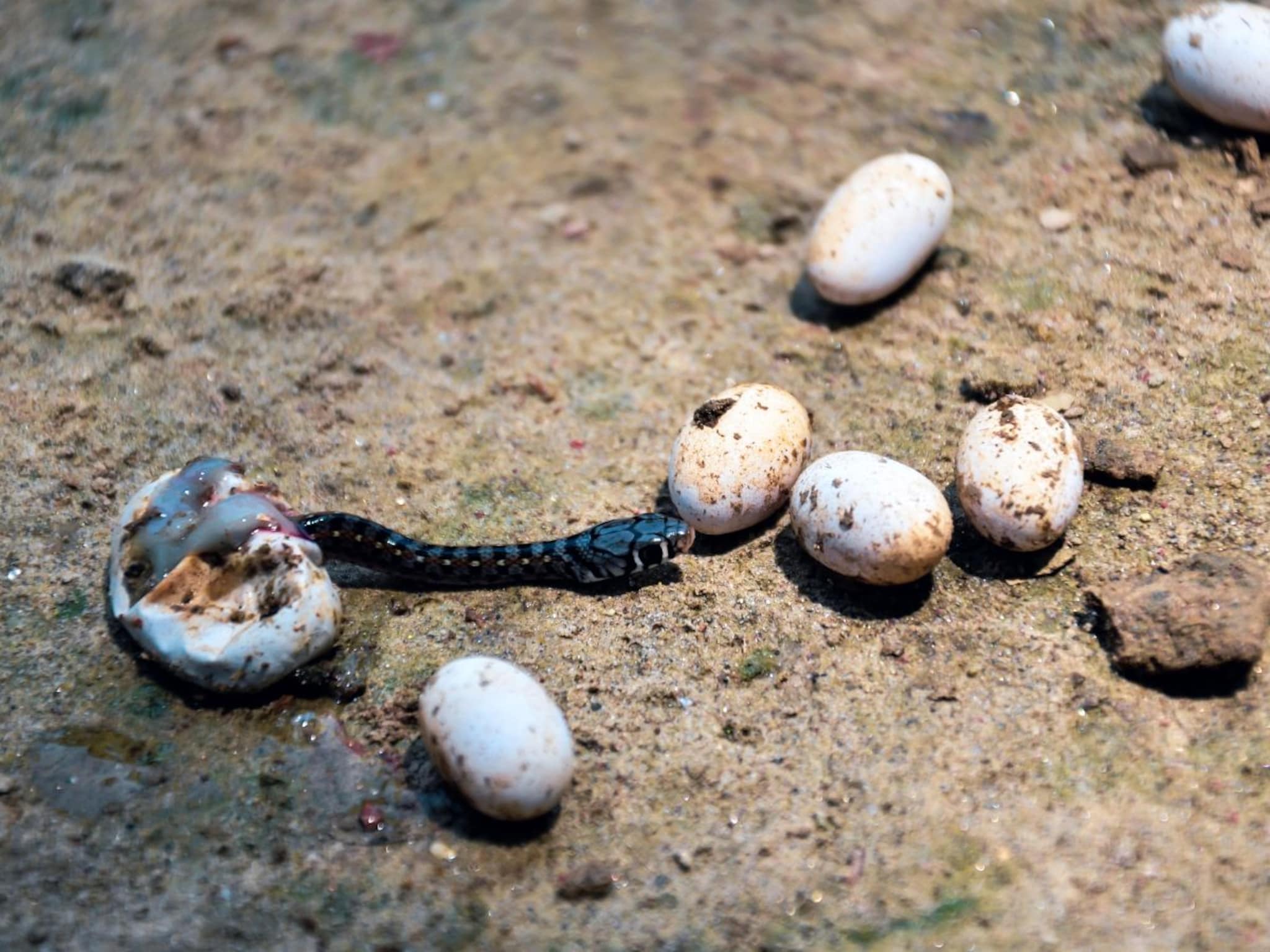 Snake Fact : साप विषारी असतो, पण सापाच्या अंड्यामध्ये ही विष असतं का?