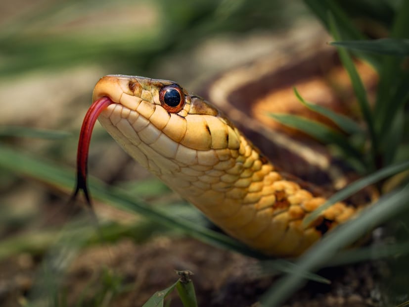 थोडक्यात सांगायचं झालं तर सापाच्या अंड्यांमध्ये विष नसतं, पण ती खाणं आरोग्यासाठी धोकादायक ठरू शकतं. आणि कायद्याच्या दृष्टीनं तर हे पूर्णपणे बेकायदेशीर आहे. त्यामुळे भीती आणि कुतूहल यांच्या सीमेवर उभं राहून सापाचं रहस्य जाणून घेणं ठीक, पण त्याला हानी पोहोचवणं मात्र नाही.