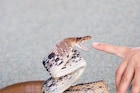 Snake Fact : सापाचं विष कोणत्या रंगाचं असतं? 99 टक्के लोकांचा चुकीचा समज