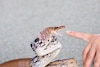 Snake Fact : सापाचं विष कोणत्या रंगाचं असतं? 99 टक्के लोकांचा चुकीचा समज