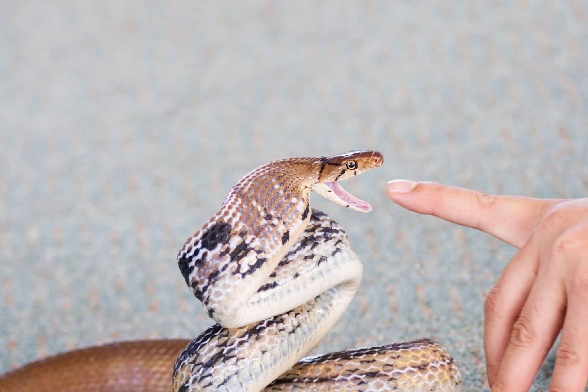 Snake Fact : सापाचं विष कोणत्या रंगाचं असतं? 99 टक्के लोकांचा चुकीचा समज