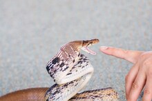 Snake Fact : सापाचं विष कोणत्या रंगाचं असतं? 99 टक्के लोकांचा चुकीचा समज