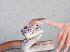 Snake Fact : सापाचं विष कोणत्या रंगाचं असतं? 99 टक्के लोकांचा चुकीचा समज